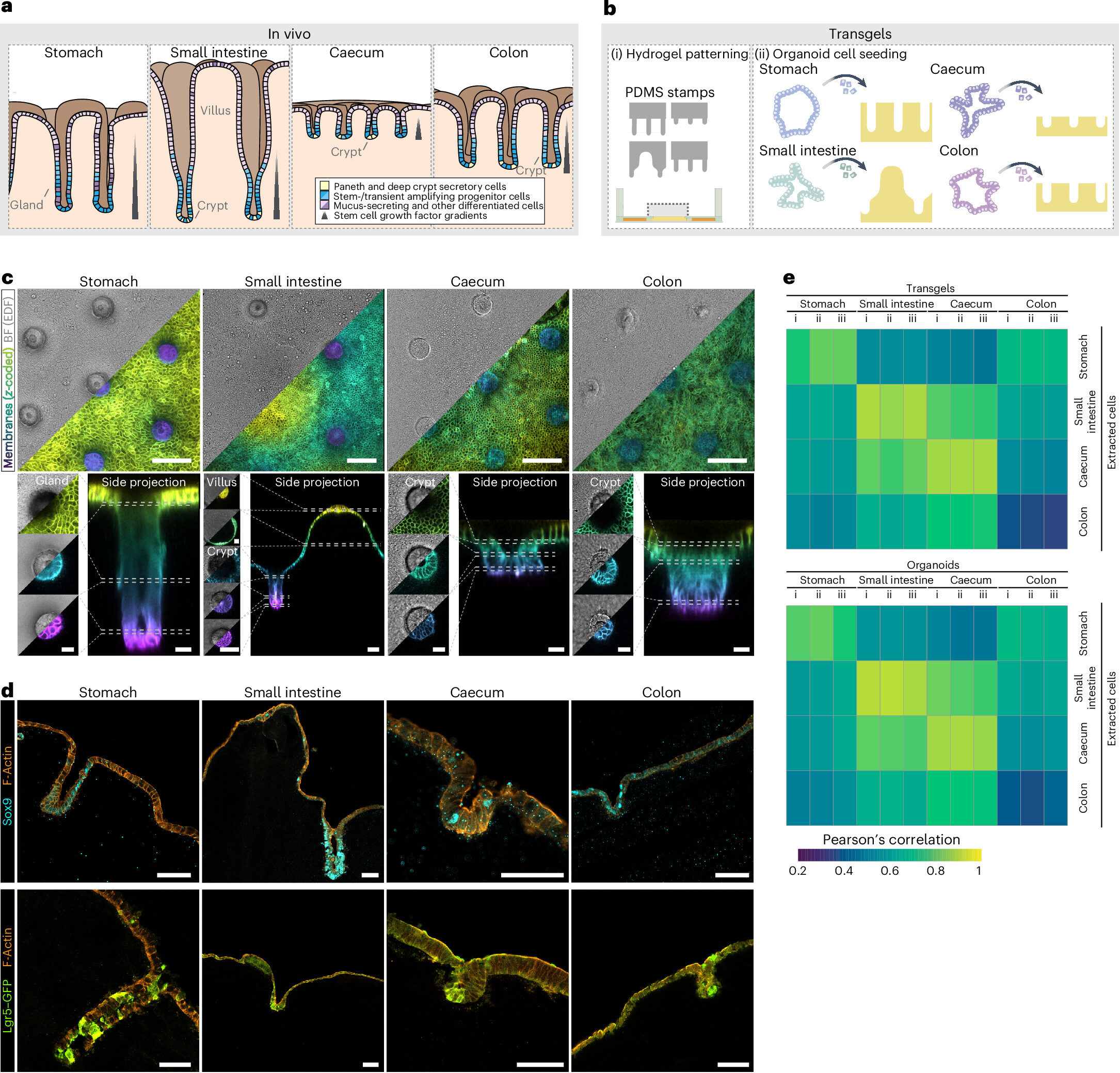 Patterned gastrointestinal monolayers with bilateral access as observable models of parasite gut infection